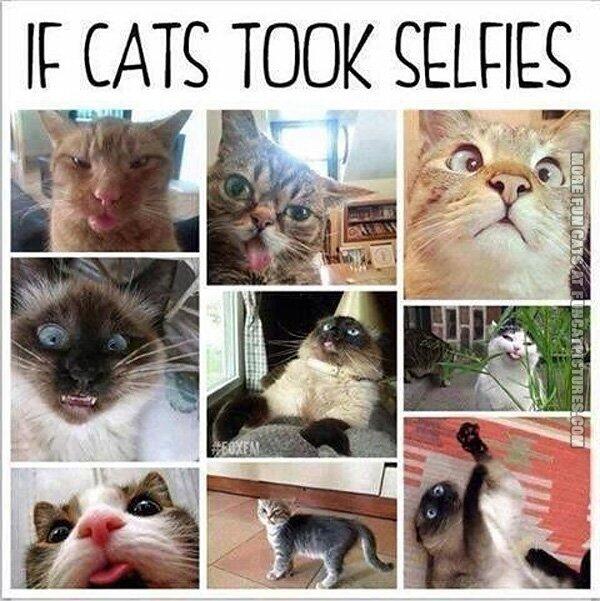 CAMiT's tweet photo. This one is funny! "If Cats took #selfies " http://t.co/DWlZGTePTg