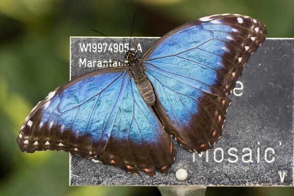 RHSWisley's tweet photo. The vivid Blue Morpho. See slideshow for more pics frm Wisley's Butterflies in the Glasshouse: http://t.co/ksTByUIEvP http://t.co/JkDMpSgPvg