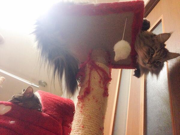 さつきが来てから一気ににゃんタワーがボロになったなぁー