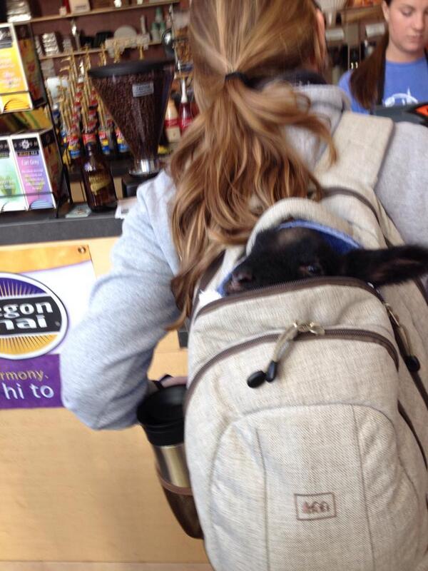 ERFedida's tweet photo. Today's BEST THING EVER:
A lamb in a backpack... a #lambpack
I want one!!
@mac_cw http://t.co/WtJOiJtwSK