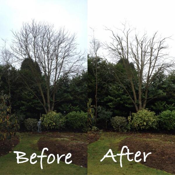 ArborforceLtd's tweet photo. crown reduction - before/after
#treesurgery #crownreduction #NEfollowers #treemaintenance #northumberland #ponteland http://t.co/tWjIs5t3Dk
