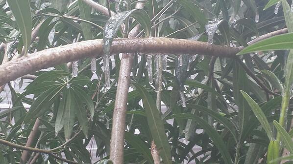 Mrs_LizAlas's tweet photo. @FOX26Michelle And this is what i see outside my window right now. #stayhome #icy #Houston http://t.co/CSpBzdiX5T