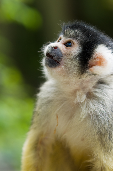 Which animals draw your attention more: large and powerful or cute and cuddly?