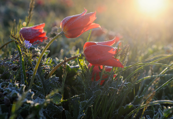 SecretGardenLA's tweet photo. Frosty #spring mornings are right around the corner... http://t.co/wNjn4U7zI5