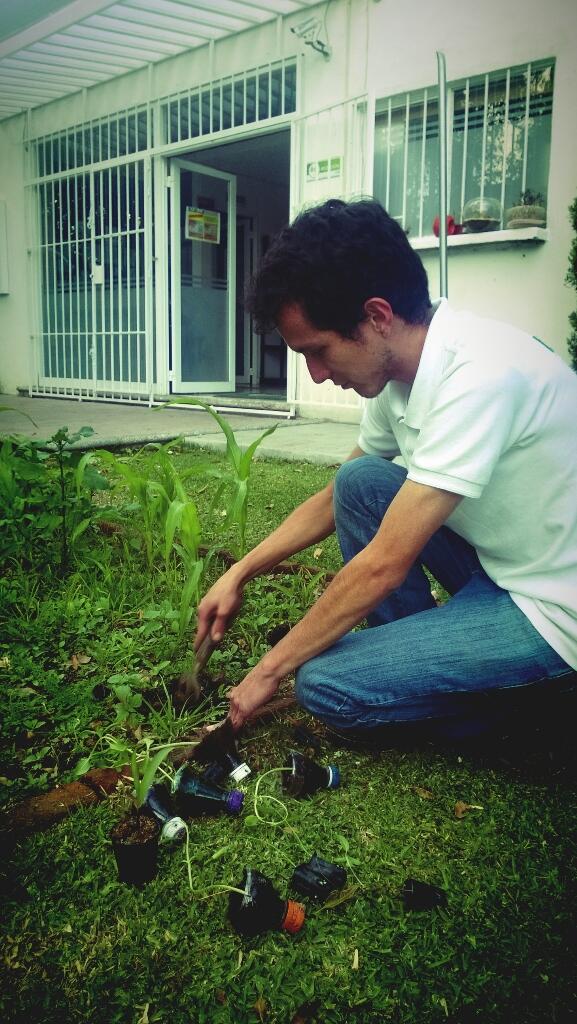 TransicionLeon's tweet image. David transplantándo los #almácigos de #cebolla y #girasol...el #maíz sigue creciendo