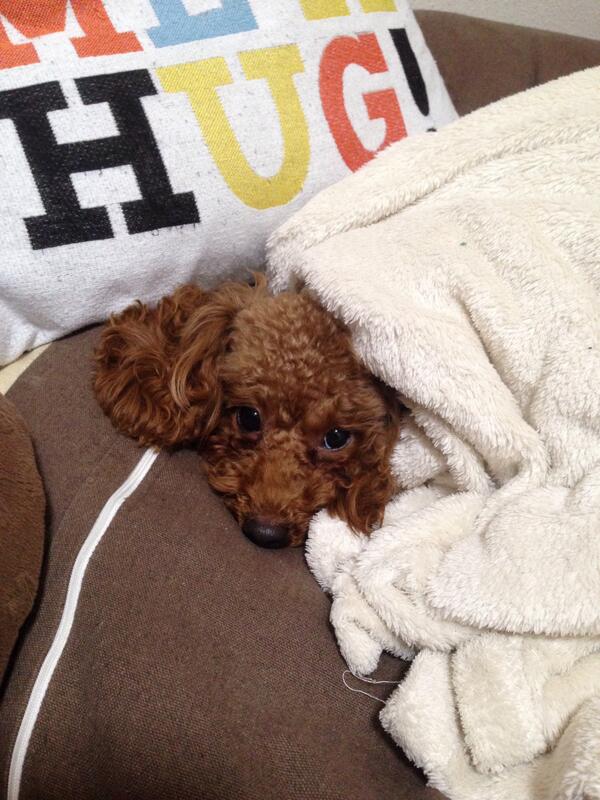 maichamu's tweet photo. もう眠いワン！！ http://t.co/gbauszWJtG
