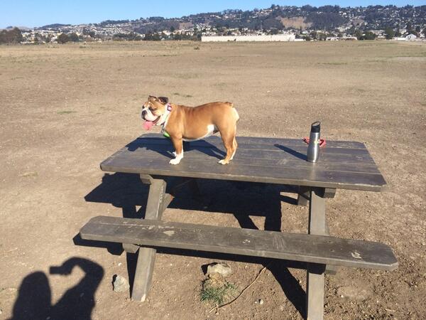 TopShelfFlipper's tweet image. Me &amp;amp; P-body @ the dog park she so short she hops up to get a better veiw