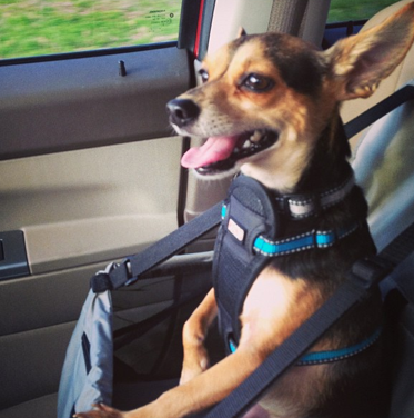 TravelLeisure's tweet photo. Dogs versus cats? We're slightly biased towards #TLDogs like @tiffxtosh's Louie http://t.co/AjpYAxbldz #TravelSkills http://t.co/5EFaituwlM