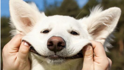 Embedded image permalink