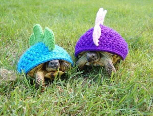 iLTurtlesDaily tweet picture