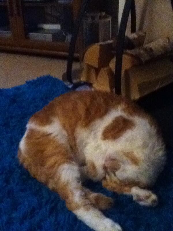 foxy987612's tweet photo. Enjoying the fire #chillin http://t.co/3bFezKs9fL