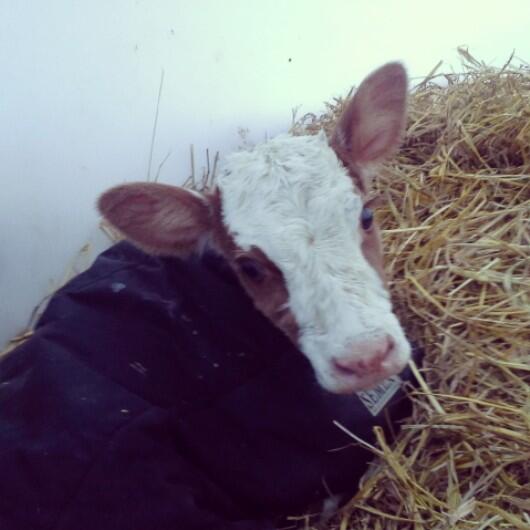 Meet Malbec! Her daddy is #evolution.