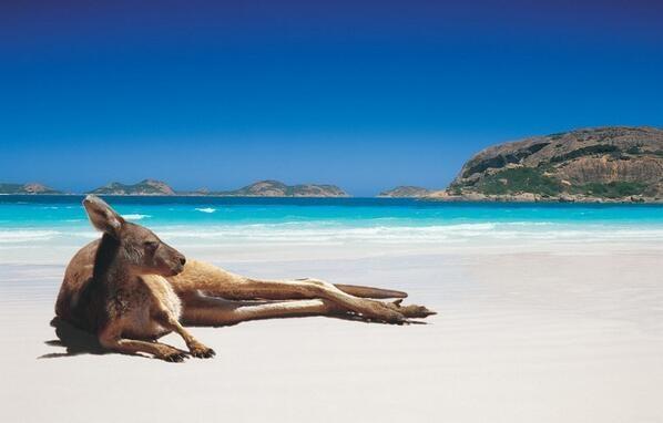 WestAustralia's tweet photo. RT @AmazingPicx: Kangaroo chilling on the beach. Perth, Australia http://t.co/xoLJmm4JmF