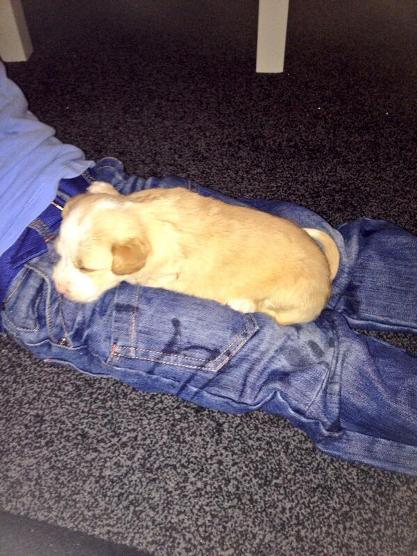 Samcherrie's tweet image. Newest member of the family