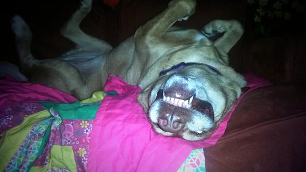 No matter how big or small (100lb) a spoiled dog is still rotten.
