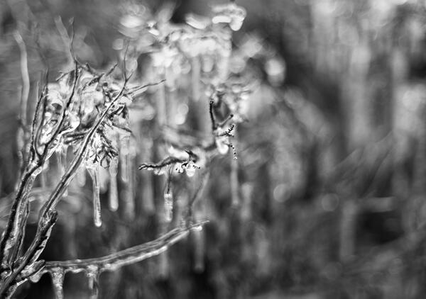 KassamPhoto's tweet photo. Ice #austin #atx #polarvortex http://t.co/7M8U9iSijs