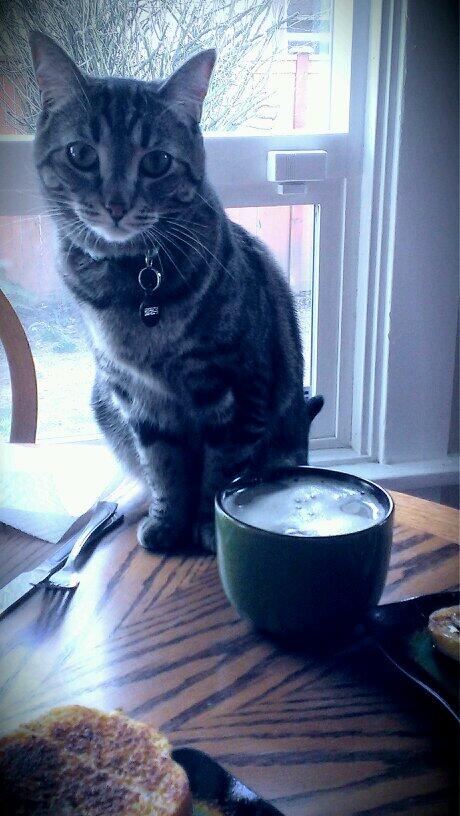 kedrie's tweet image. Whirly wishes to eat the French toast.  And drink the coffee.  And lick the maple syrup.  #sweettoothproblems