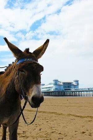 Locking2_Future's tweet image. Where is Jacko off to? @LoveWestonsMare #JackosTravel