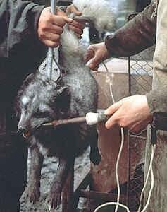 Ever taken anally by 240 volts?

You <a href="/nickelson/">NICKELSON</a> fur collar though.