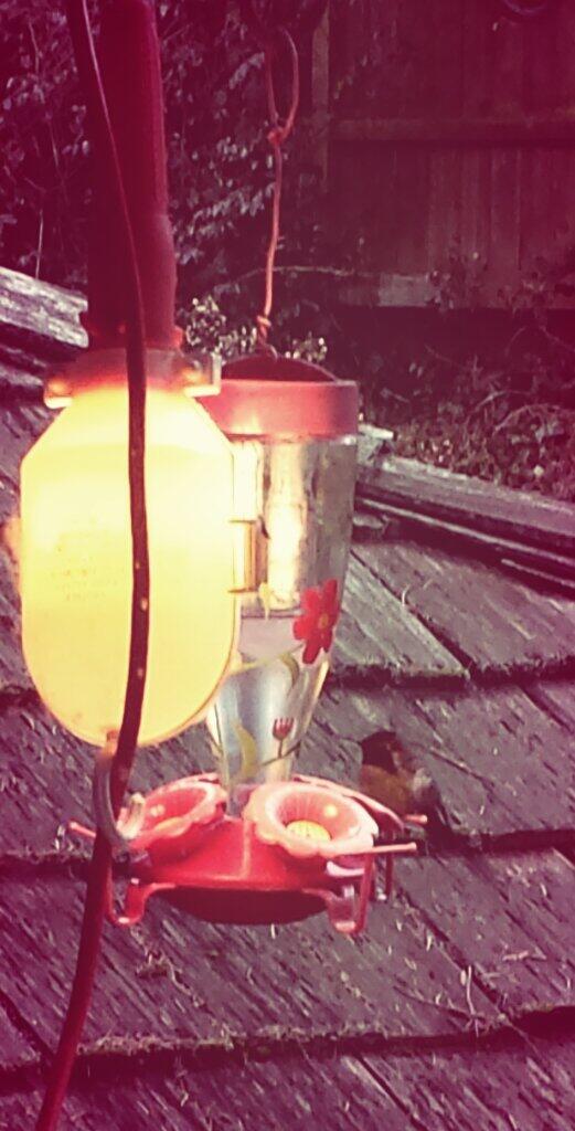 yumnachos's tweet image. This hummingbird was at the #crackwater den when I left 6 hrs ago and he's still here!  29° poor guy!