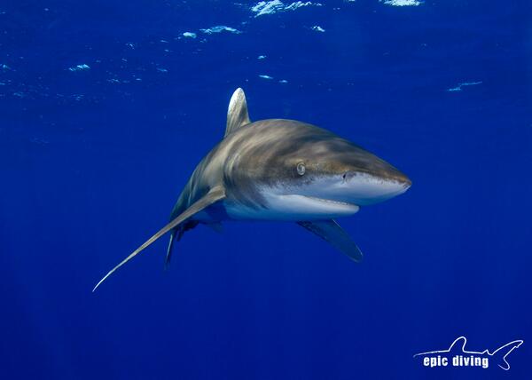 epicdiving's tweet photo. A word from our sharks "#stopthecull, leave our friends alone" @divefinatic #savesharks #endsharkcull #noWAsharkcull http://t.co/deErqW2XAY