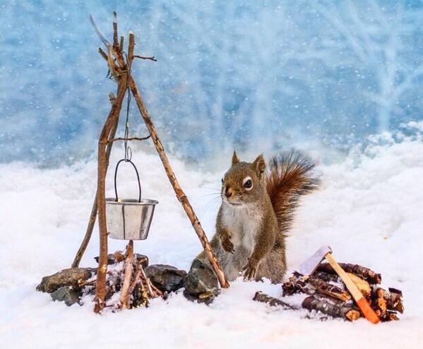 TimtheSquirrel's tweet image. Holy nuts it's freezing!