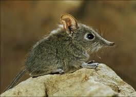 Little Elephant Shrew...<a href="/sarahlforder/">Sarah Forder</a> Valentines present?