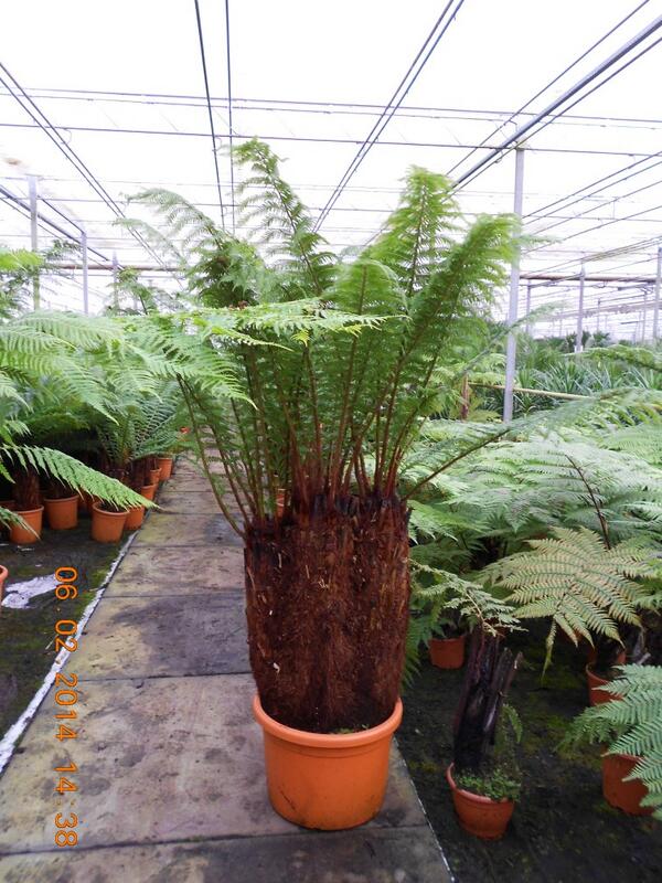 Zeer exclusieve meerkoppige Dicksonia's nu verkrijgbaar <a href="/Brabantpalm/">Brabantpalm</a>