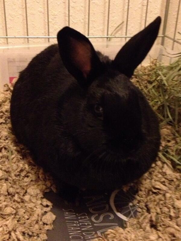 BunzEva's tweet photo. Chillin inside on a rainy day http://t.co/vBjUPjOjYl