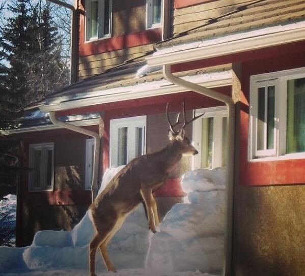 banfflakelouise's tweet photo. A7. Watching Olympic hockey through hotel windows! #TNI http://t.co/yW2v3lavCW