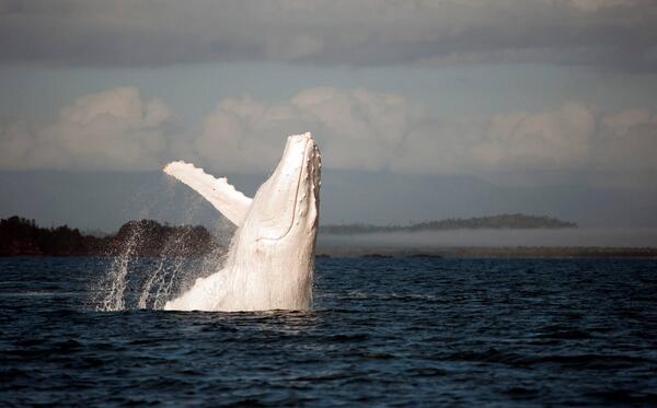 OMGFacts's tweet photo. An Albino Humpback Whale. http://t.co/lG20ZtEOw6