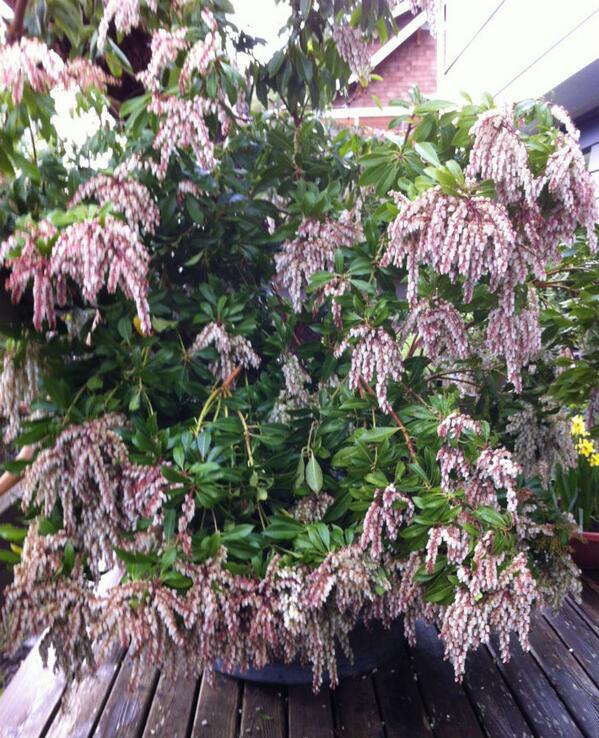 New blog post is up, this one on Pieris japonica. Enjoy! #ssigardens #pieris #japonica saltspringgardens.com/1/post/2014/02…