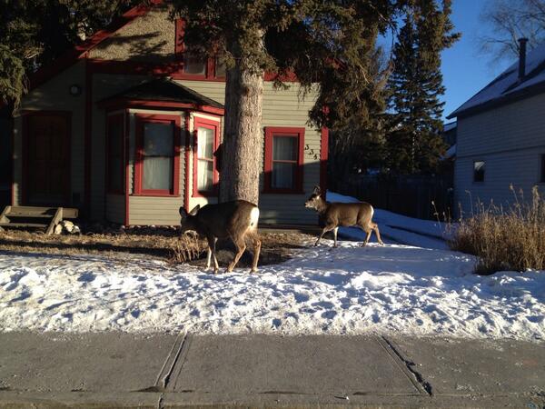 Gutch_r's tweet photo. @Banff_Squirrel  just seen these two downtown banff. Must be here for #snowdays http://t.co/zR5qhWrqeI