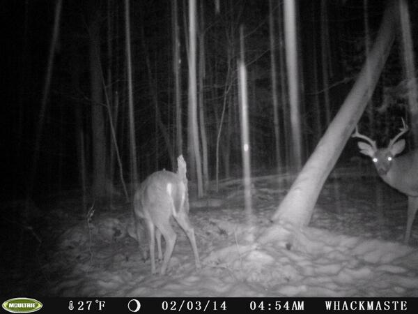 VPOPROS's tweet image. Another nice up and coming PA Buck hitting this Rough Ridge "Rack Snack" mineral bed !