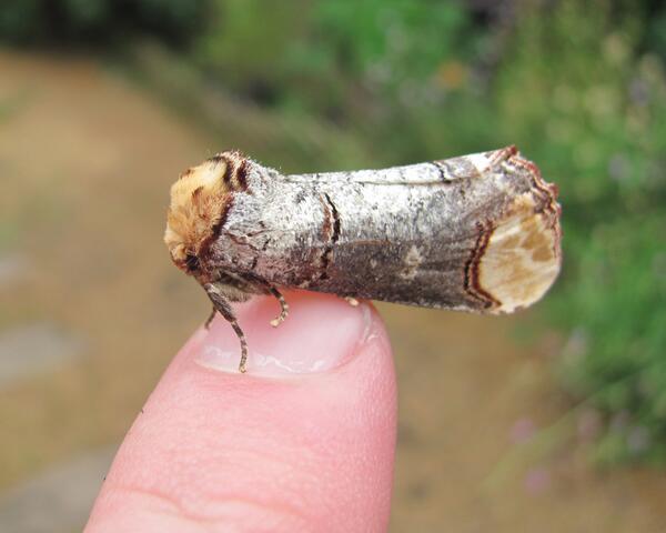 Insect_City's tweet photo. Amazing camouflage on this butterfly @savebutterflies: We do! RT @akkwildlife: You gotta love a Buff-tip! http://t.co/Dound6X0b5”