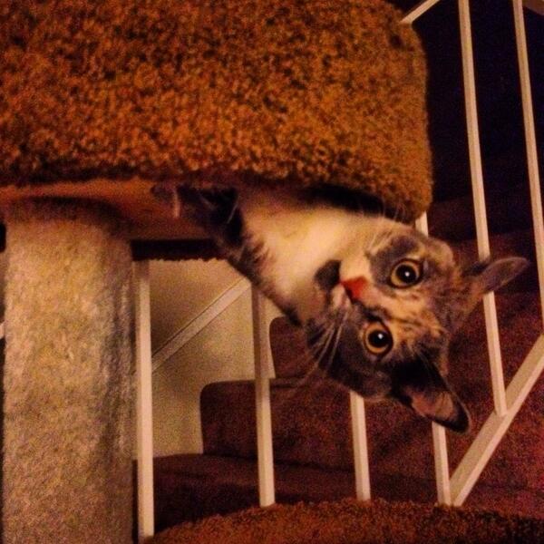 Joethecouponman's tweet photo. @catsofinstagram our little meow meow http://t.co/Wbra94YU2k