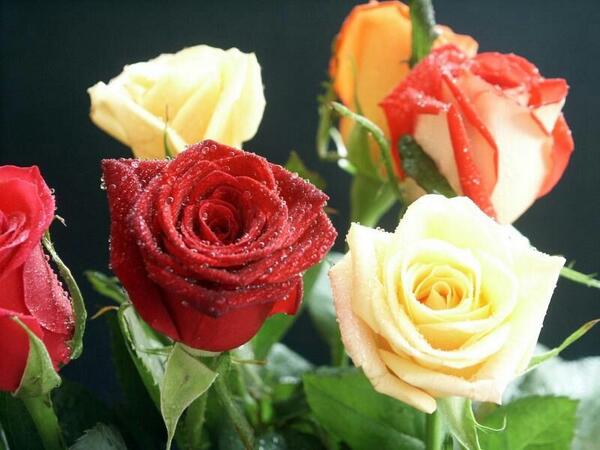Anime_Sys's tweet photo. Happy rose day...
Have a awesome day to all...
C u friend's..
#ValentinesDayToMeIs #TrueLove http://t.co/FLYQTuwmZi
