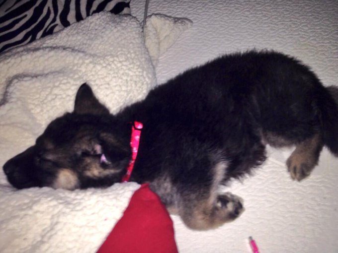 My big boy/best cuddle buddy ever. :) http://t.co/Y3UABV9fla<a href="/tag/dead"class="tags"><span>#dead</span></a>