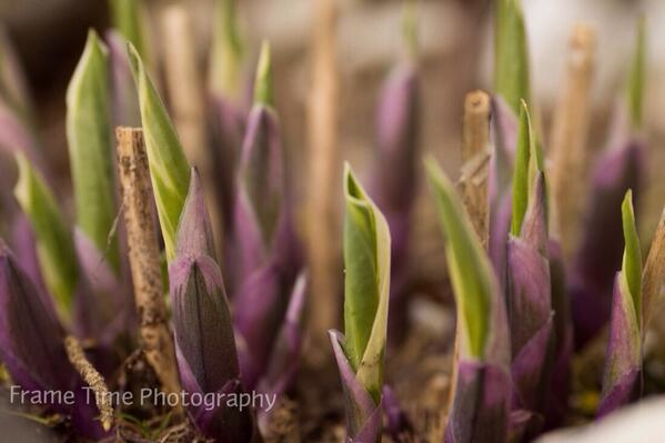 myuncker's tweet photo. I am so ready for #spring! @3QuartersImages  @PhotoJosh @FrameTimePhoto http://t.co/QhkHxjBU60