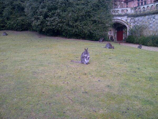 Leparcdecleres's tweet photo. Wallaby's baby looking for Spring! http://t.co/ZDzUZqBYx6