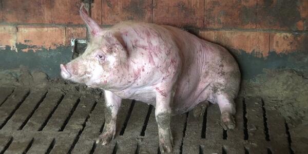 Compassion in World Farming UK tweet media