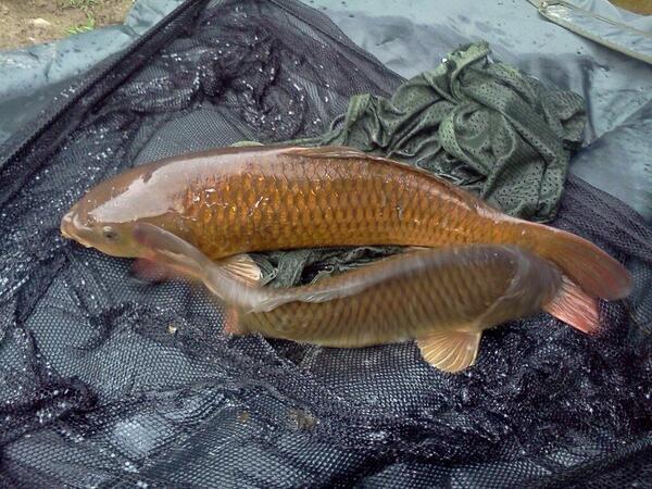 Winner of our Fish of the Fortnight goes to Richard Yarwood for a nice brace of Carp.