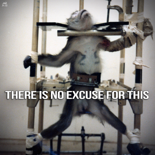MrsDoyle40's tweet photo. "@PETAUK: Animals are NOT ours to experiment on. #NOAnimalTesting #AnimalTestingDebate http://t.co/9xtW9eUVjE" :-(