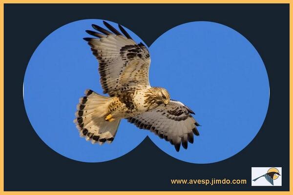 avesp_spain's tweet photo. No podemos volar, pero podemos disfrutar viendo cómo lo hacen ellas.  Consulta nuestras excursiones y disfruta. http://t.co/u8tVgi1OYW