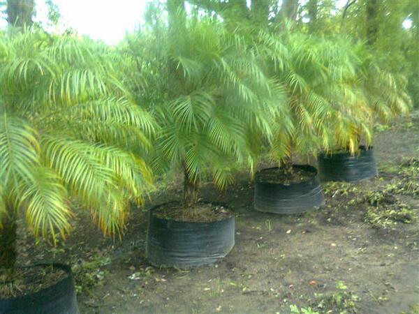 SPARGSPALMS's tweet image. Pygmy Date Palms awaiting new ownership
