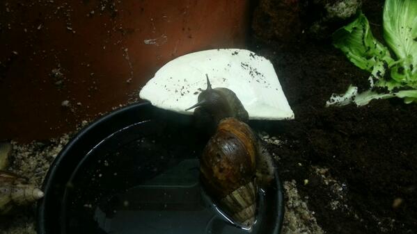 agaatslakken in het nieuwe verblijf bij DoeZoo