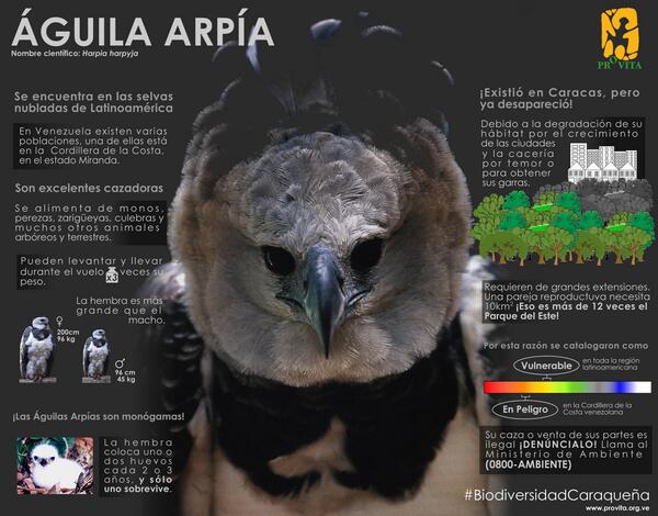 Ecodiversa's tweet photo. ¡Nuestra Águila Arpía en algún momento formó parte de la #BiodiversidadCaraqueña y actualmente está en peligro! https://t.co/z5ynUtR3F1