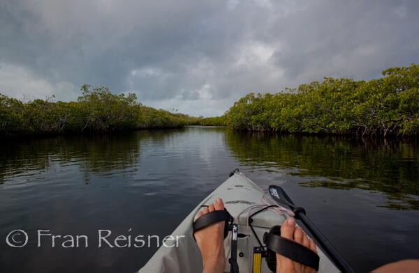JourneyInFocus's tweet image. As a solo #RV #traveler, #solidude is usually a given for me. Here it's from a #kayak in #Florida. #FriFotos