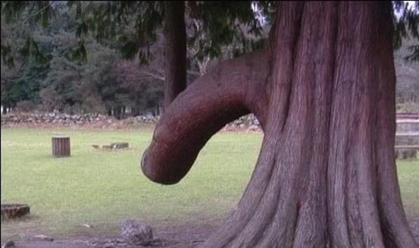 AnnSummers's tweet photo. Wood you? http://t.co/Xc5h8nFfzJ