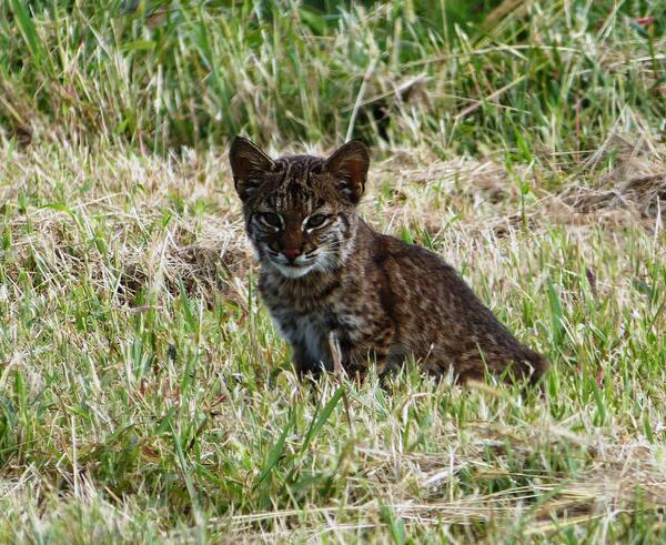 USFWSNews's tweet photo. Here is your Friday awww from @USFWSSoutheast's Mattamuskeet #refuge in NC! http://t.co/AwkHeaCFGw #cats #bobcats http://t.co/3eTBxFjHRG